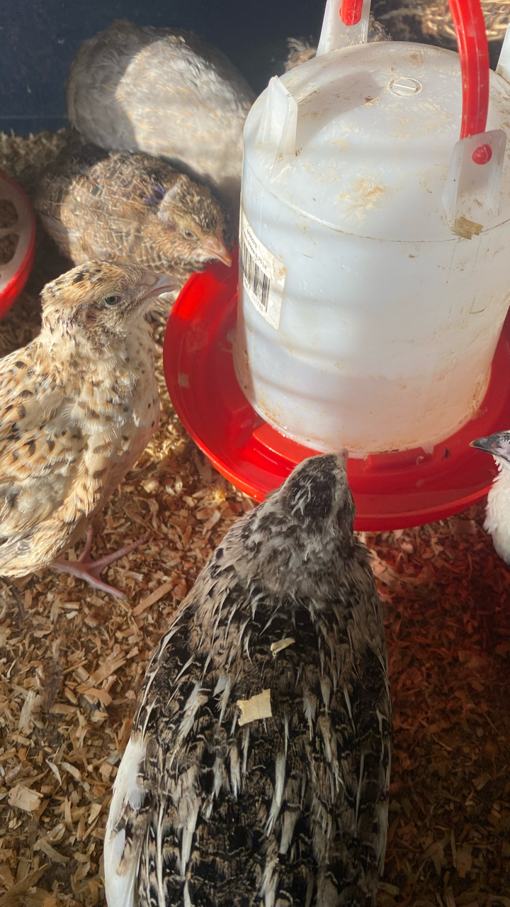 Coturnix Quail Hatching Eggs (12) 5