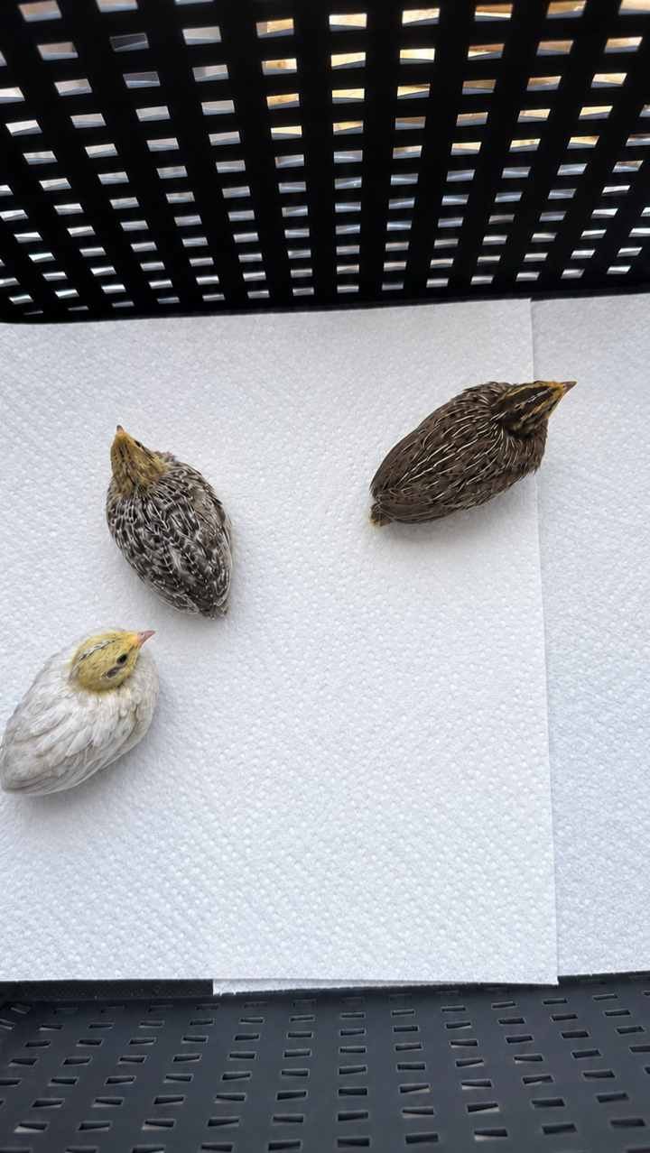 unsexed Chinese painted quail chicks 2