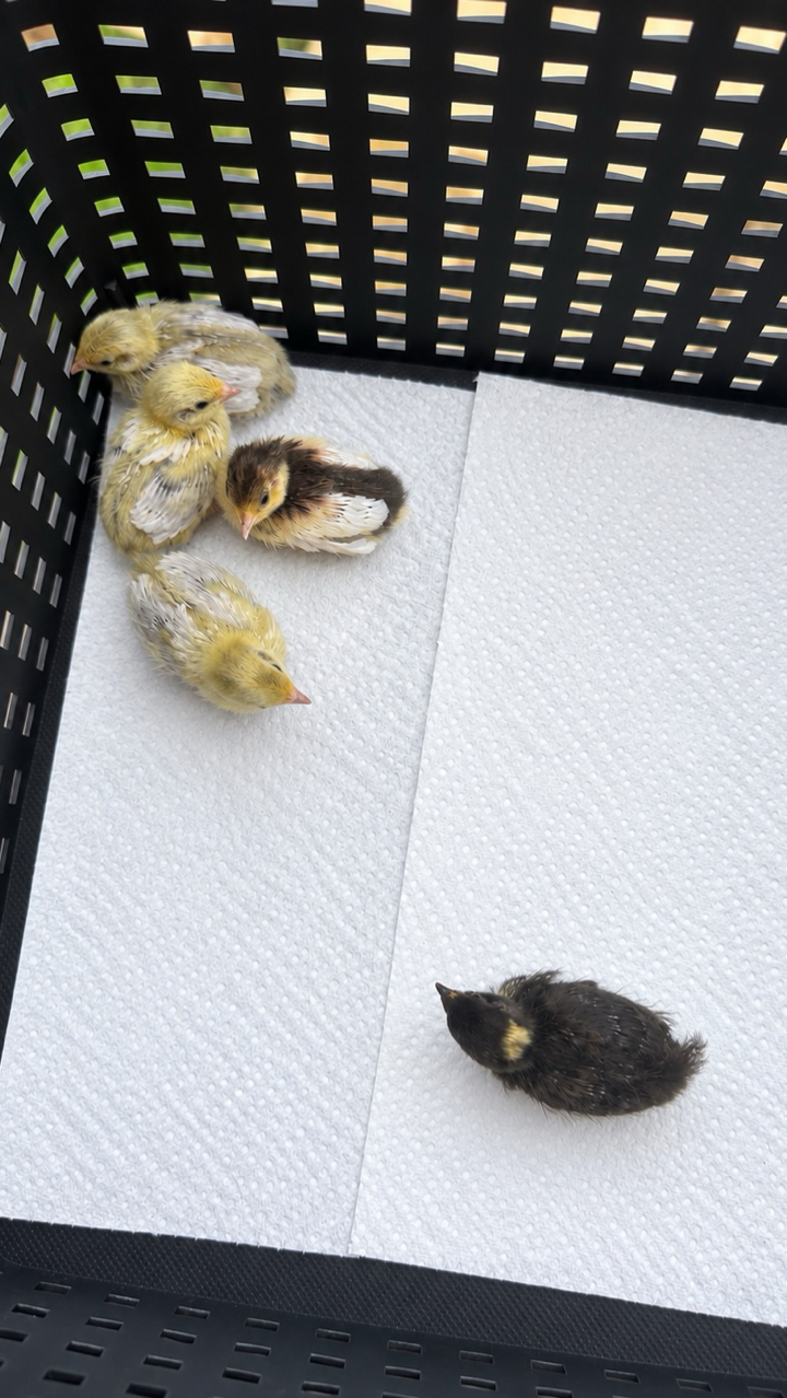 unsexed Chinese painted quail chicks