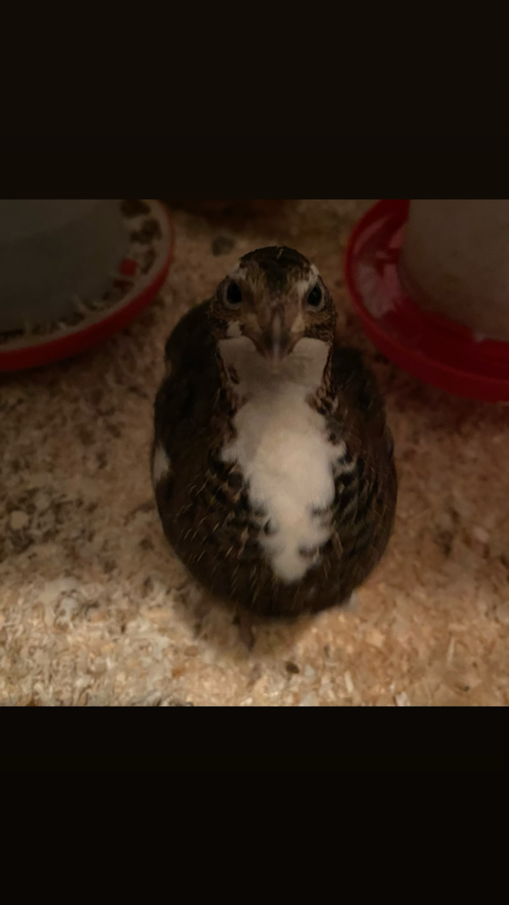 Coturnix Quail Hatching Eggs (12) 3