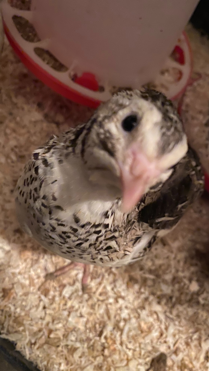 Coturnix Quail Hatching Eggs (12) 4