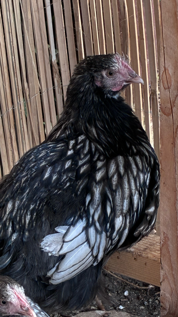 silver laced Orpington’s 2