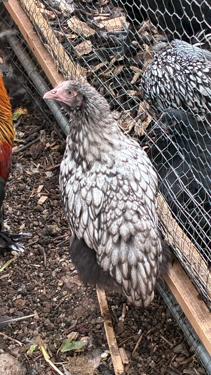 silver laced Orpington’s
