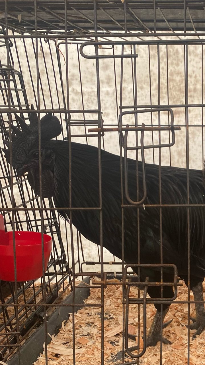Ayam Cemani Chicks