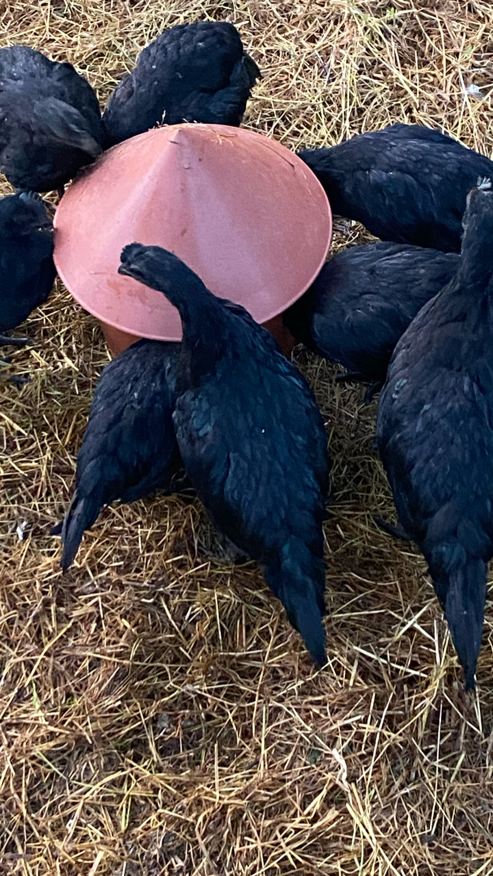 Ayam Cemani Chicks 6