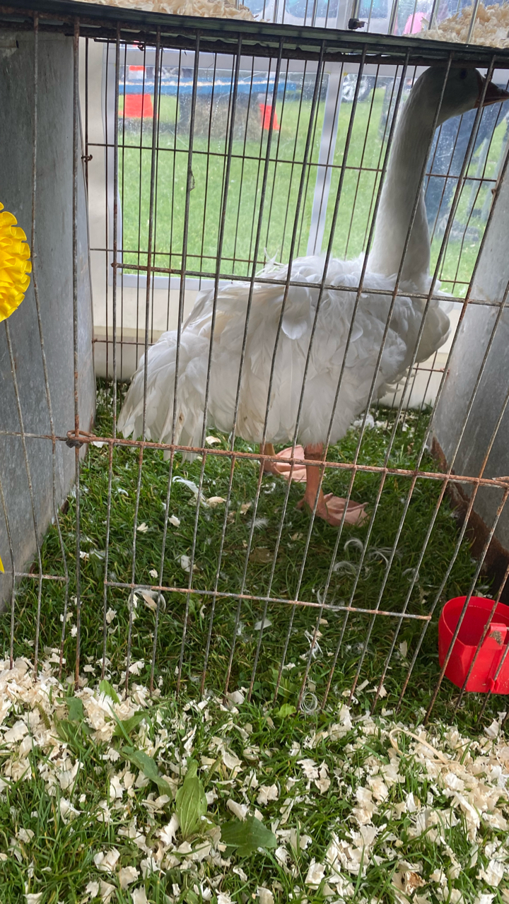 Sebastopol Goslings 2