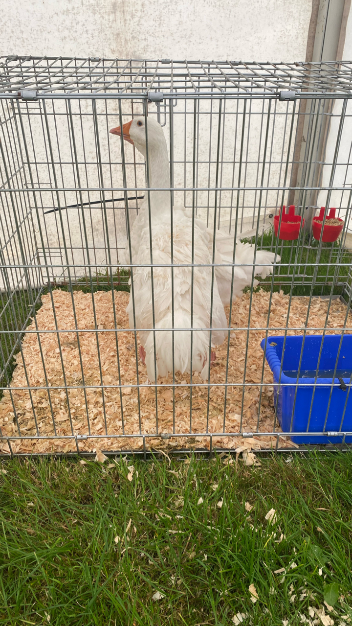 Sebastopol Goslings