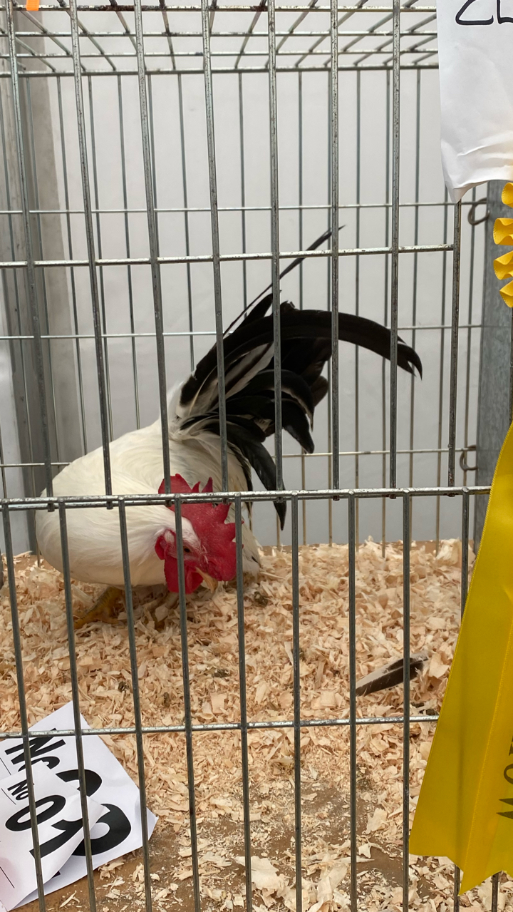 Japanese Bantam Hatching Eggs (6) 2