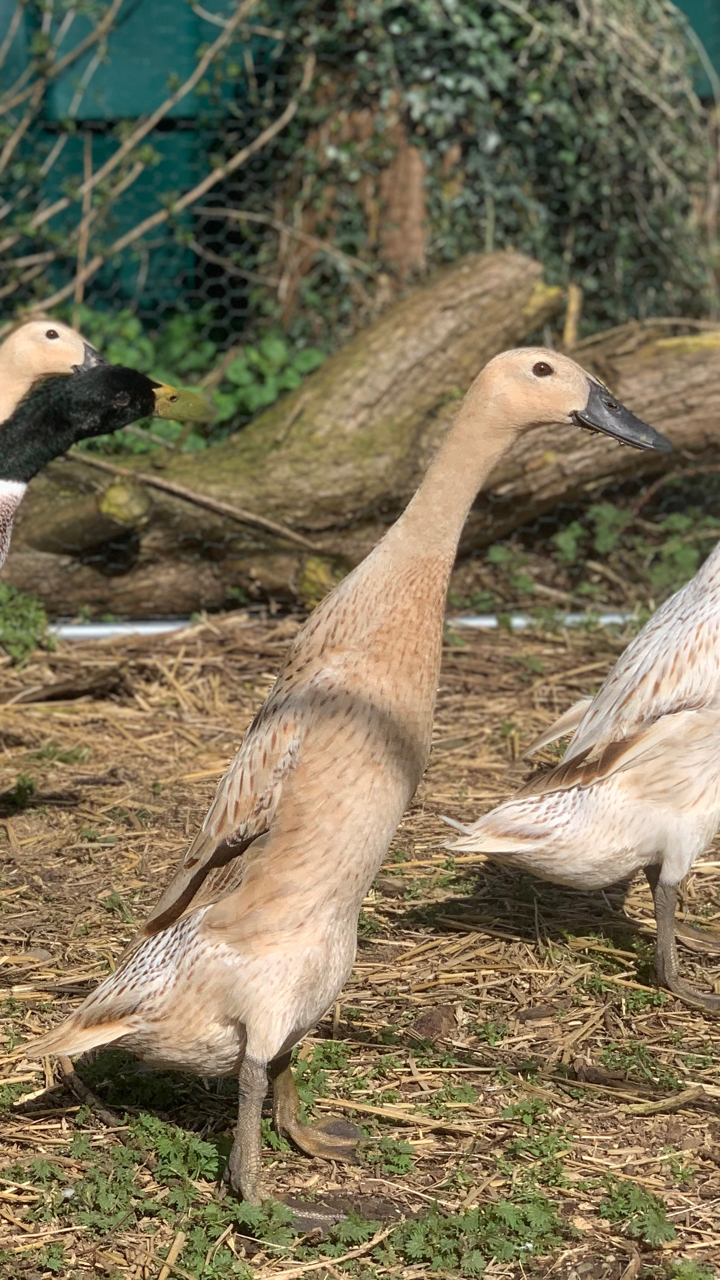Silver Indian runner duck hatching eggs x6 3