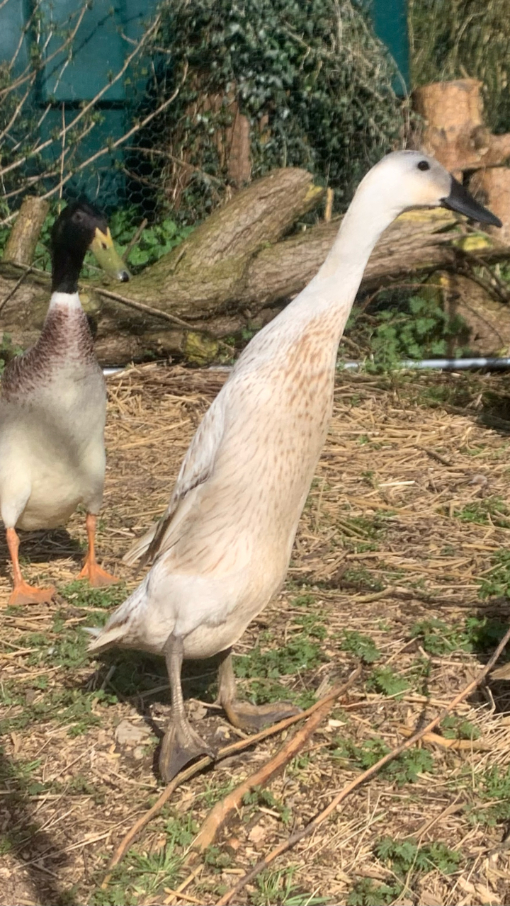 Silver Indian runner duck hatching eggs x6