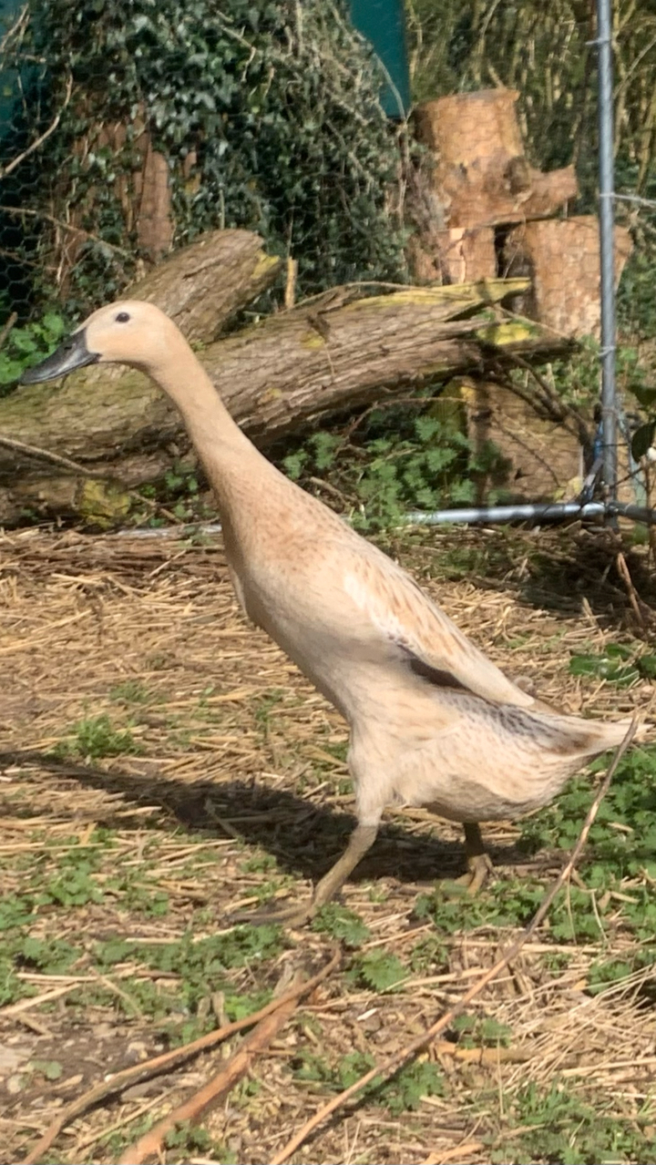 Silver Indian runner duck hatching eggs x6 2