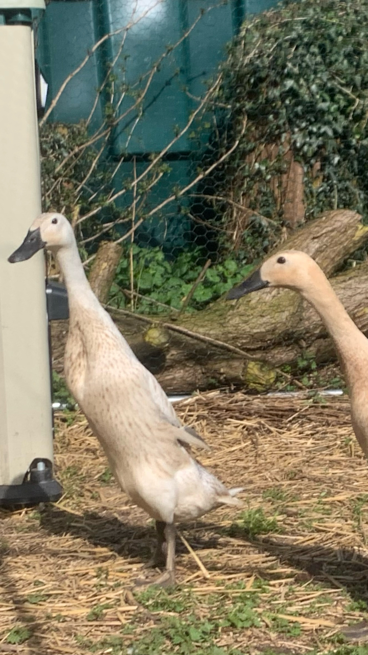 Silver Indian runner duck hatching eggs x6 4