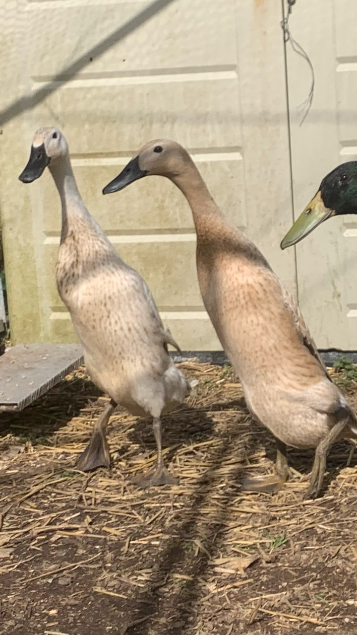 Silver Indian runner duck hatching eggs x6 5