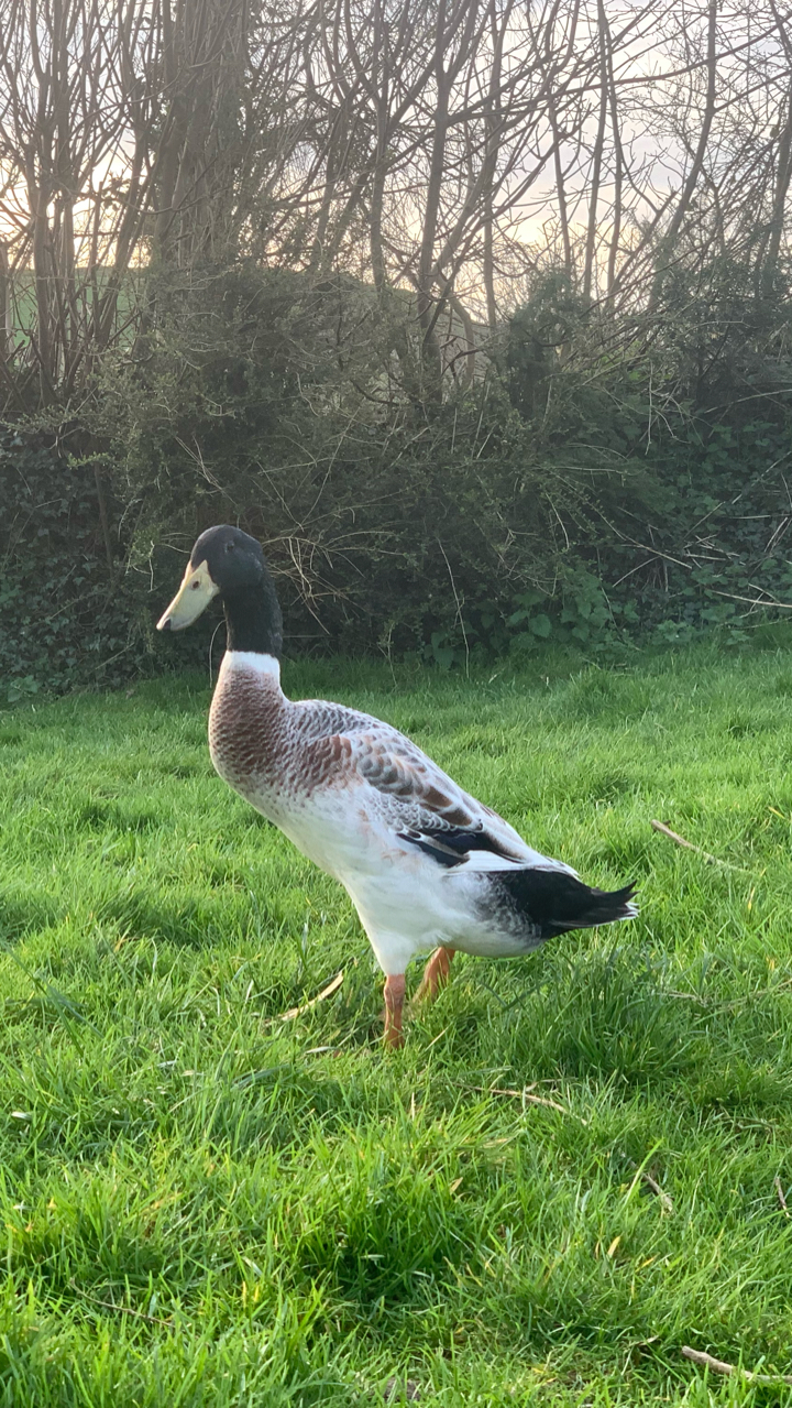 Silver Indian runner duck hatching eggs x6 6