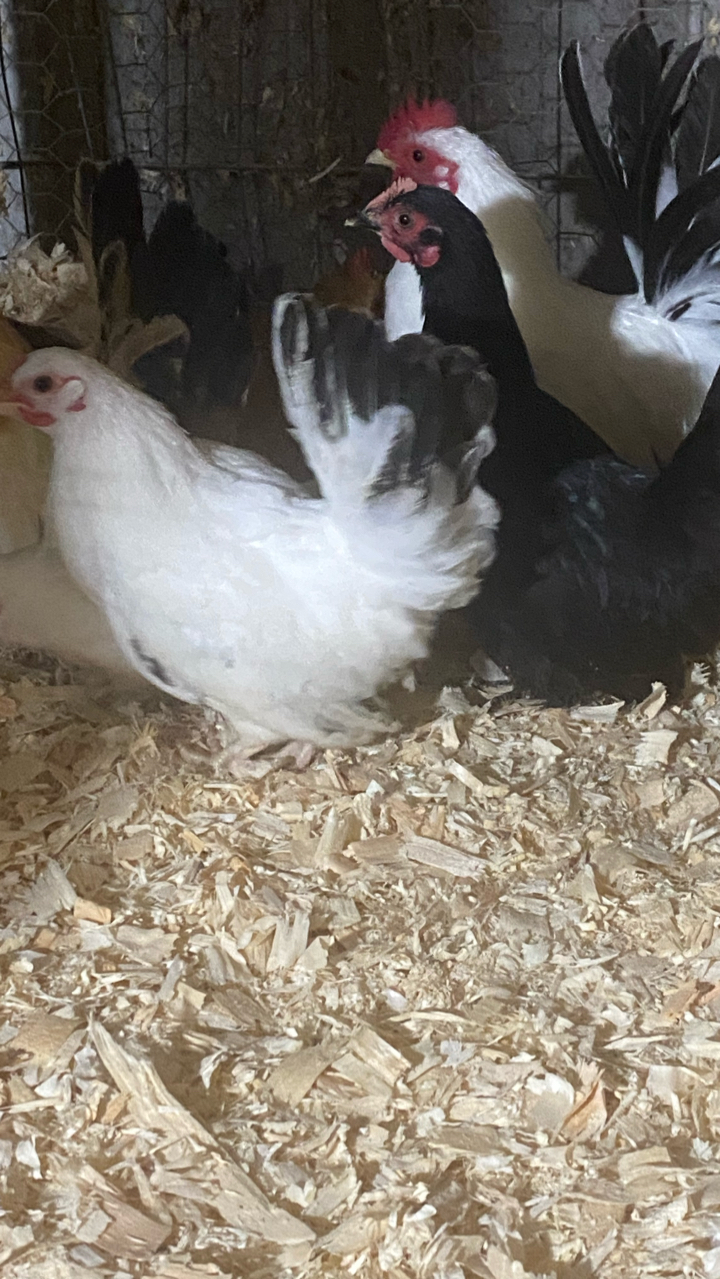 Japanese Bantam Hatching Eggs (6) 4