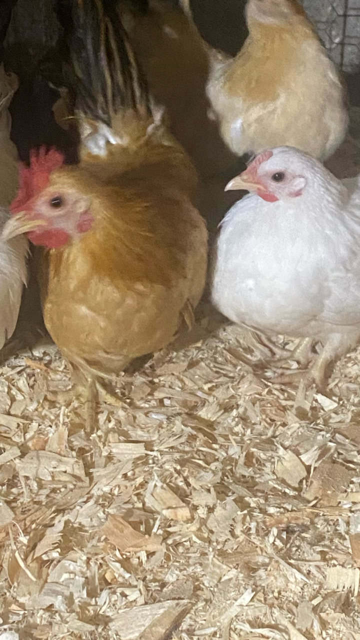 Japanese Bantam Hatching Eggs (6) 7