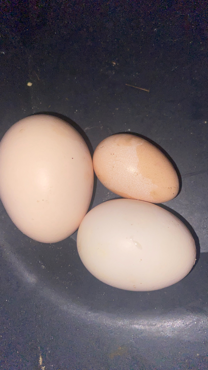 Yokohama Chicks