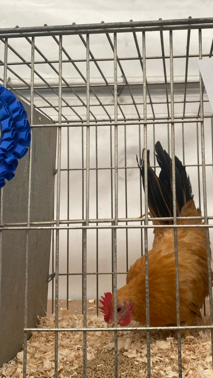 Japanese Bantam Hatching Eggs (6) 5