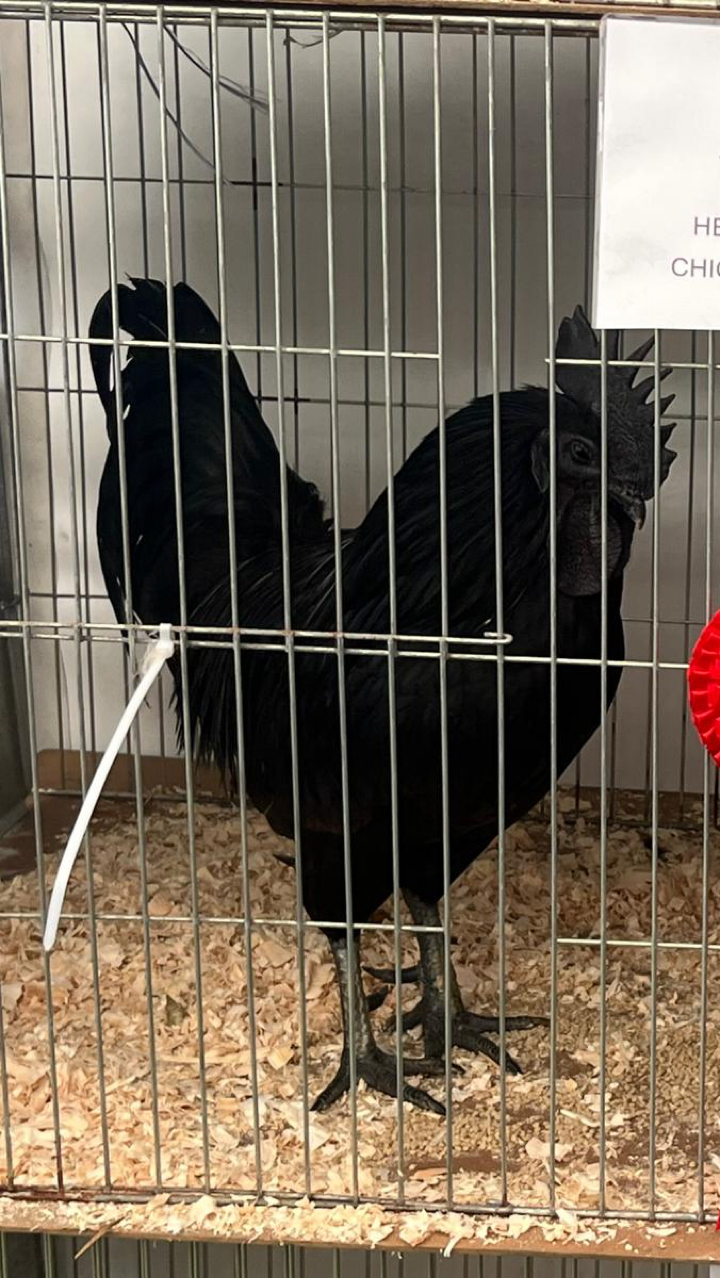 Ayam Cemani Chicks 5
