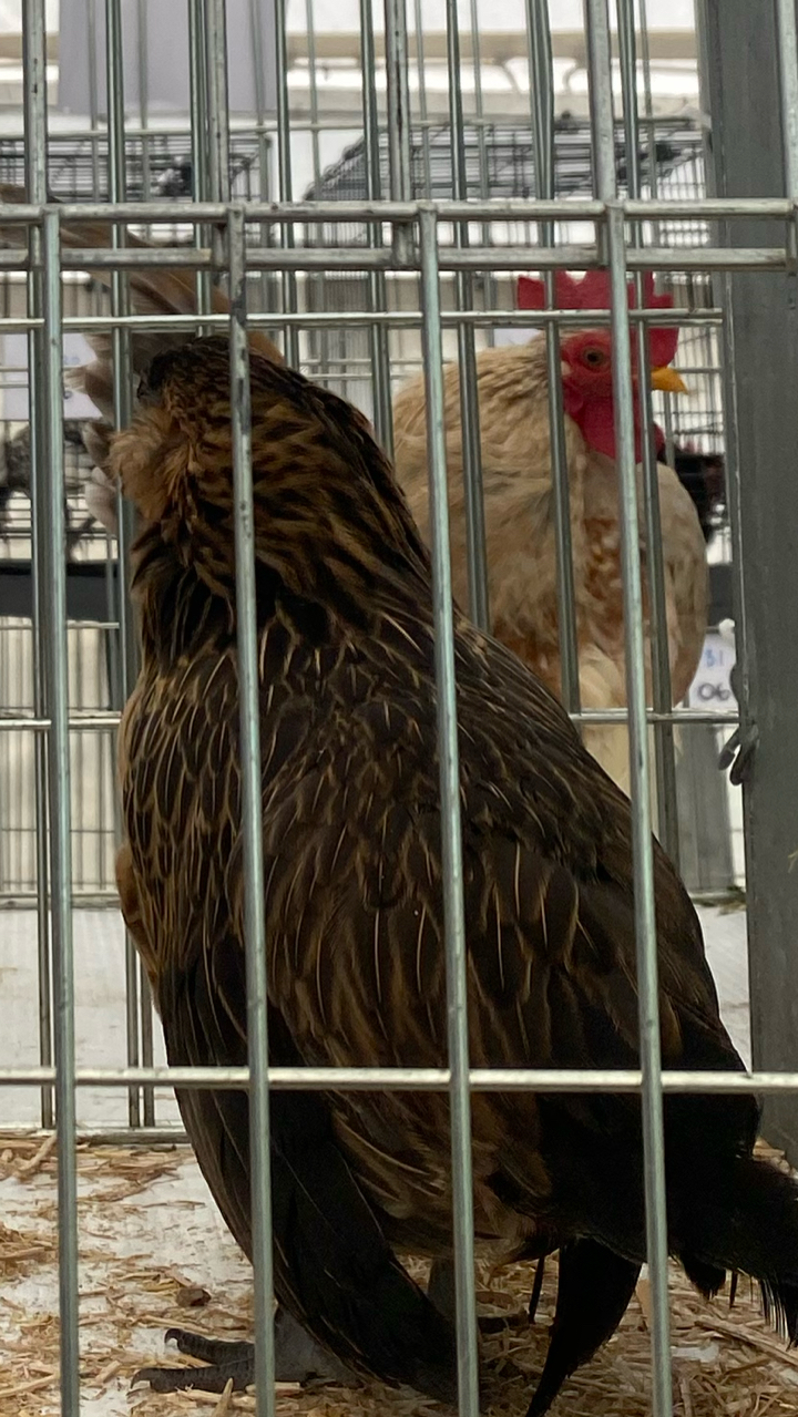 Barbu d’Anver hatching eggs (6) 5
