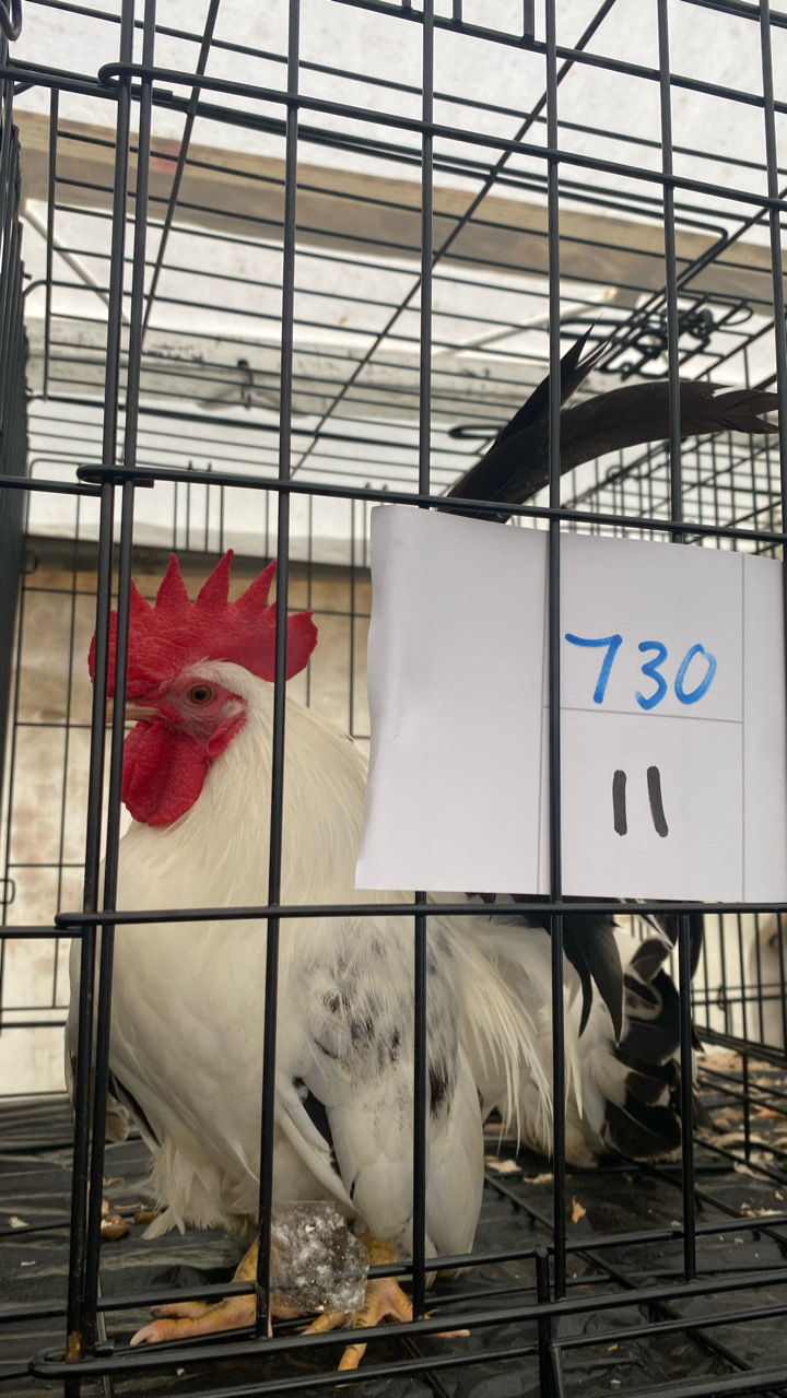Japanese Bantam Hatching Eggs (6) 3