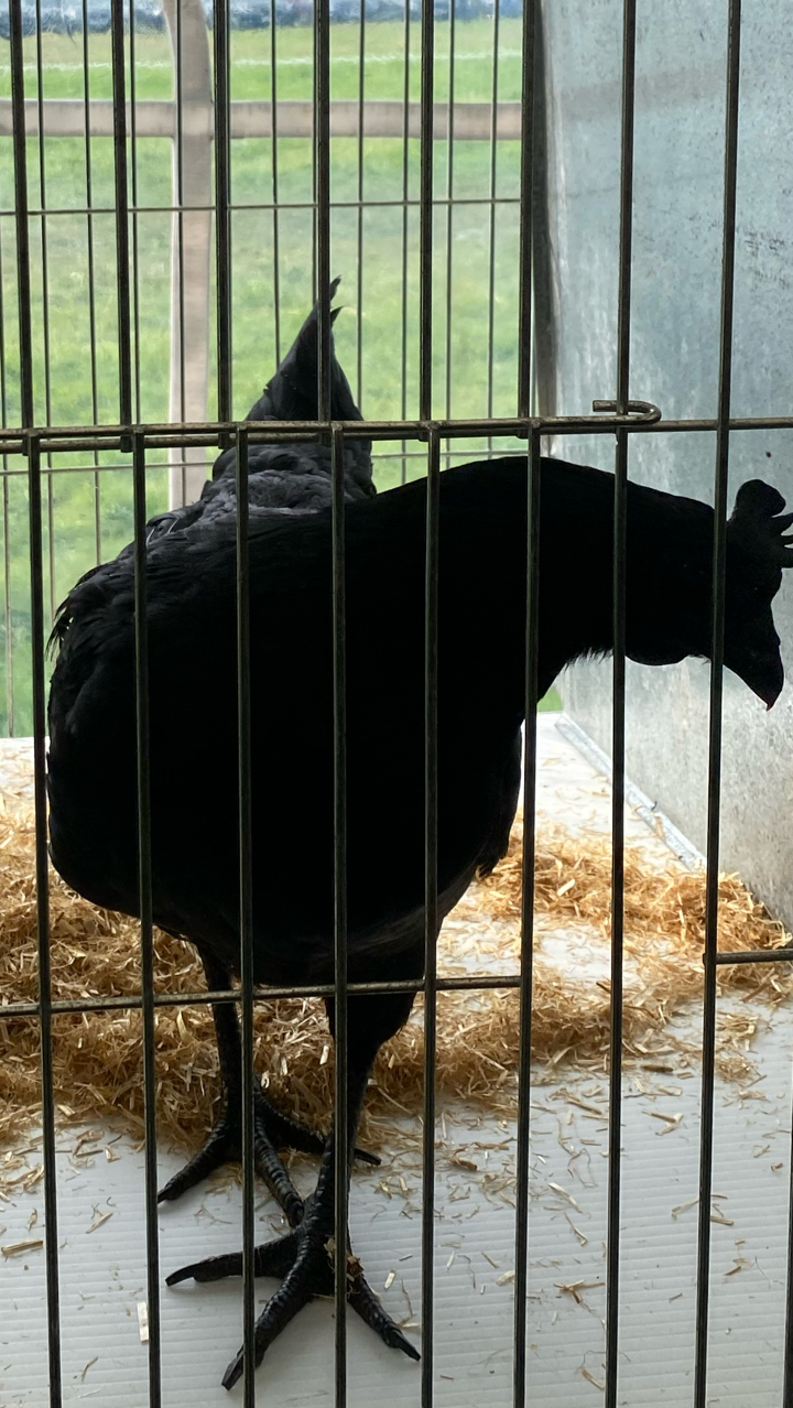 Ayam Cemani Chicks 3