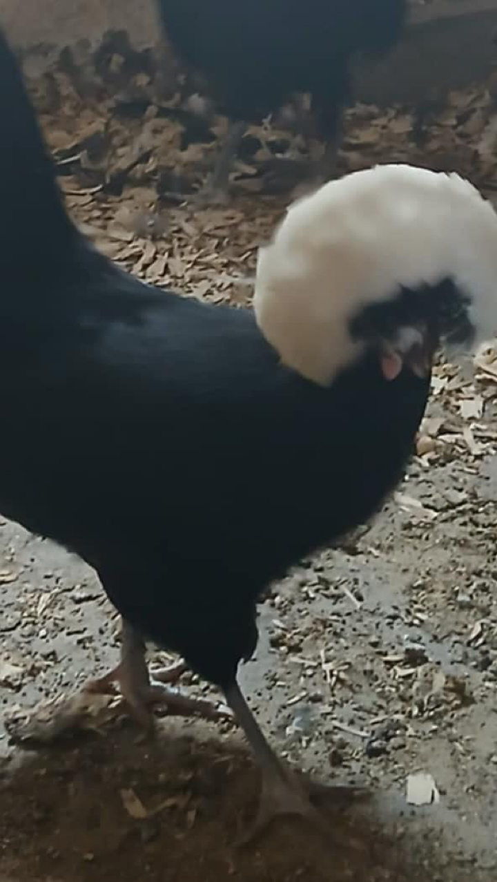 Polish Chicks