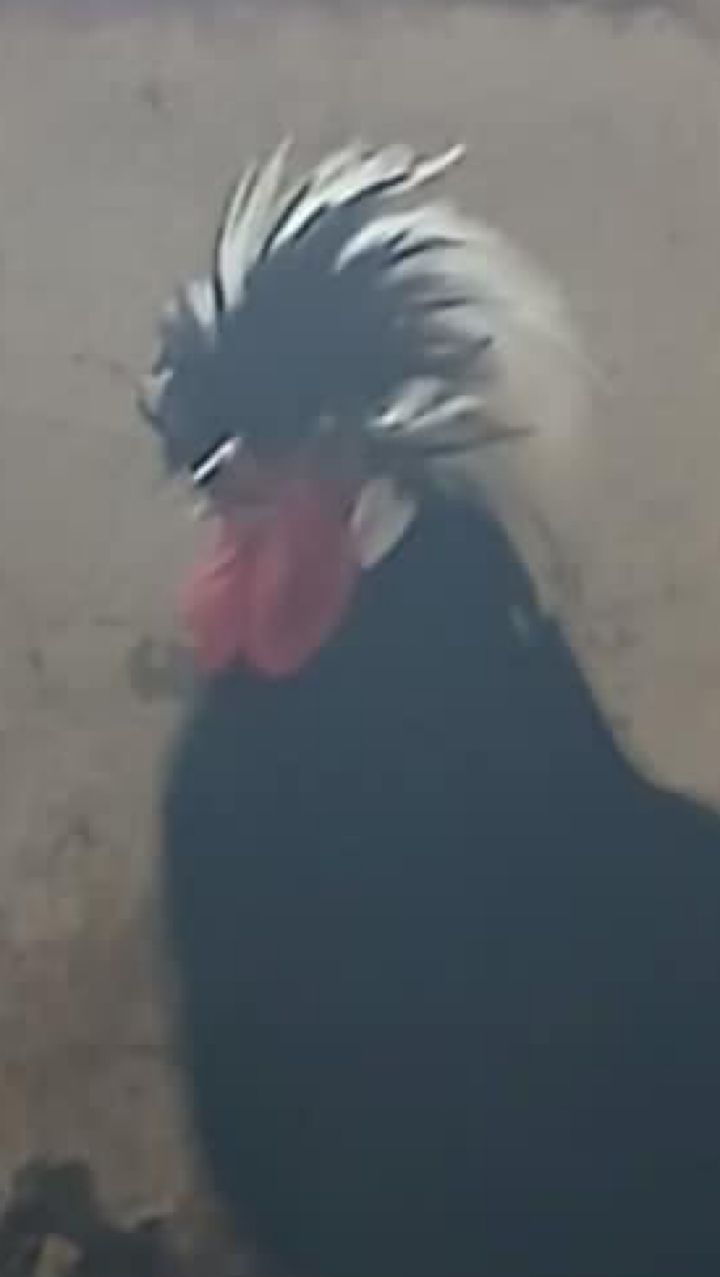Polish Chicks 2
