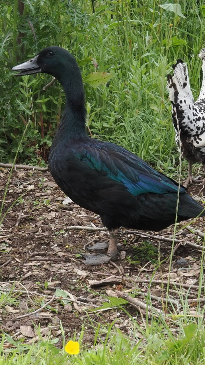 Cayuga duck
