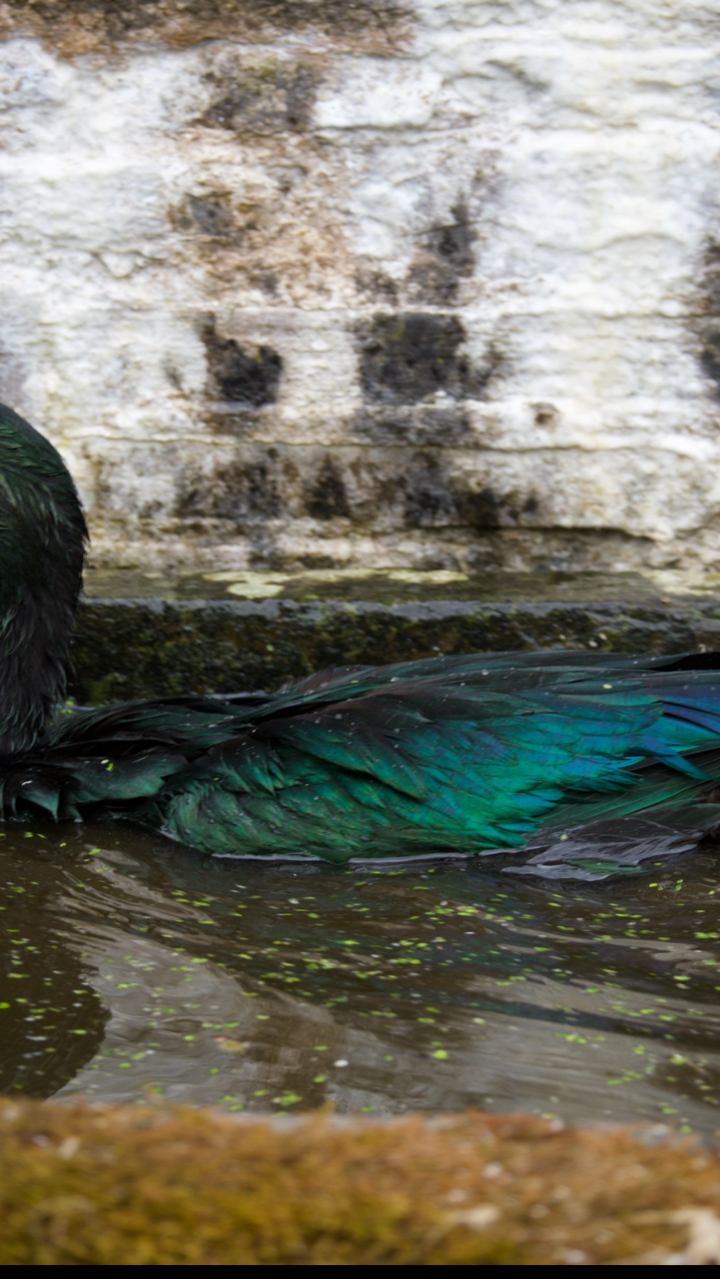 Cayuga duck 2