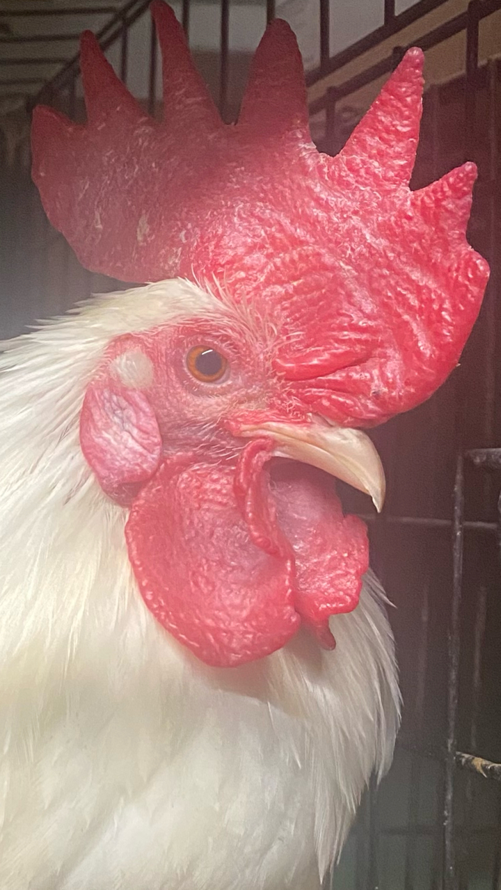 Japanese Bantam Hatching Eggs (6) 6