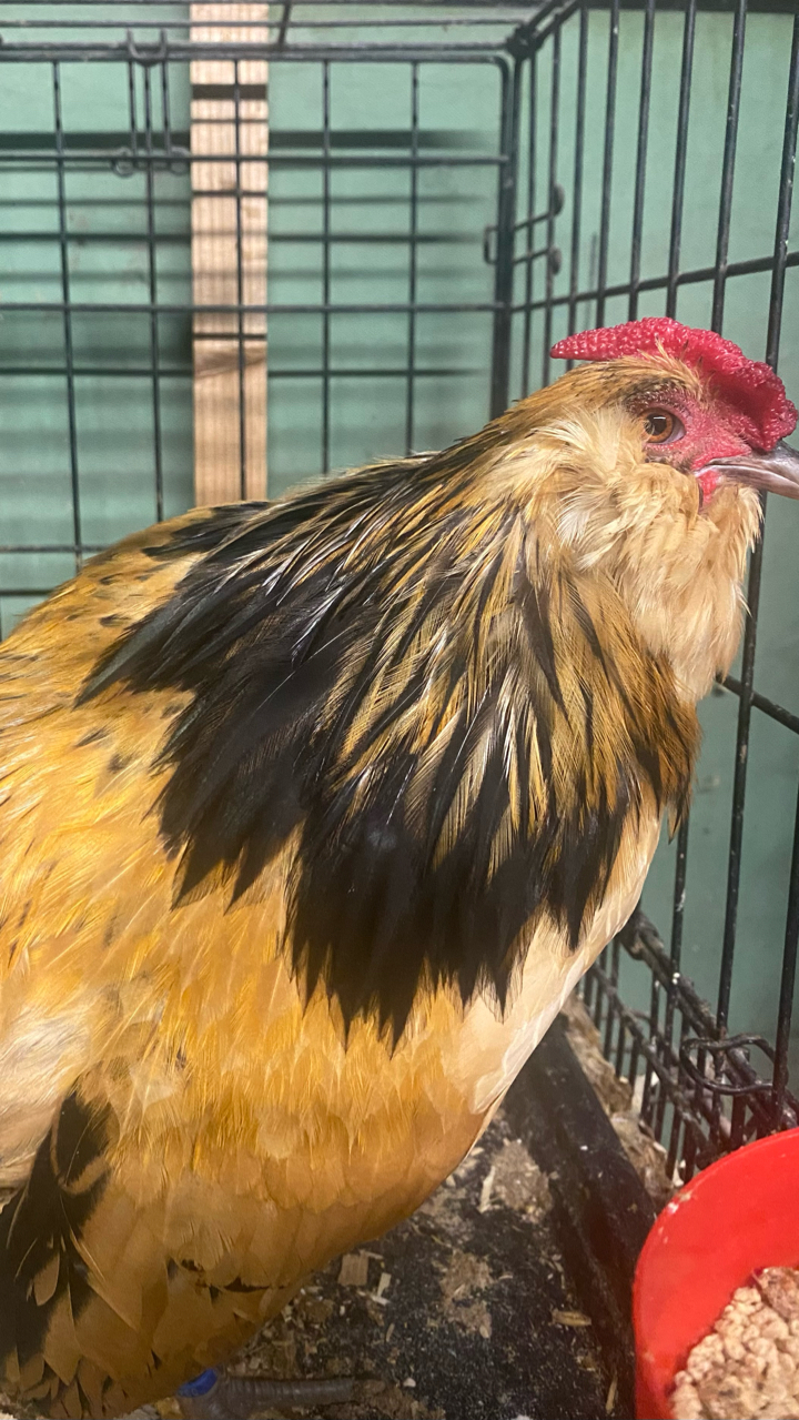 Barbu d’Anver hatching eggs (6) 4