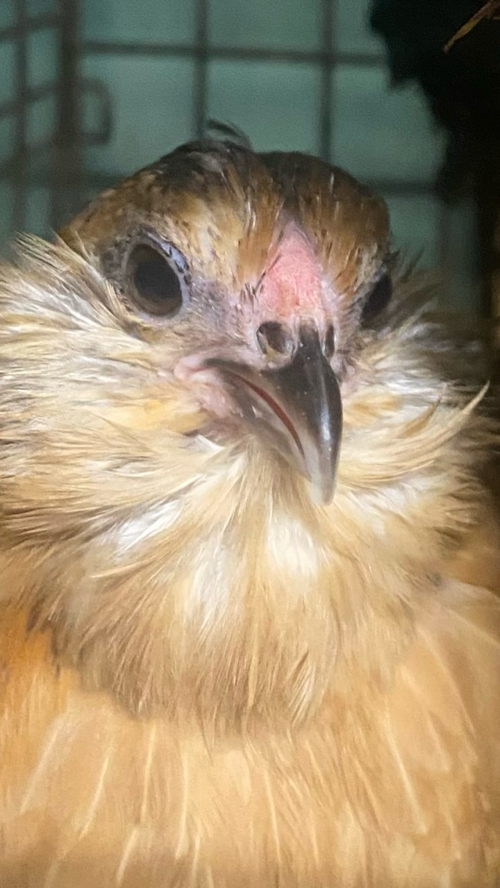 Barbu d’Anver chicks 3
