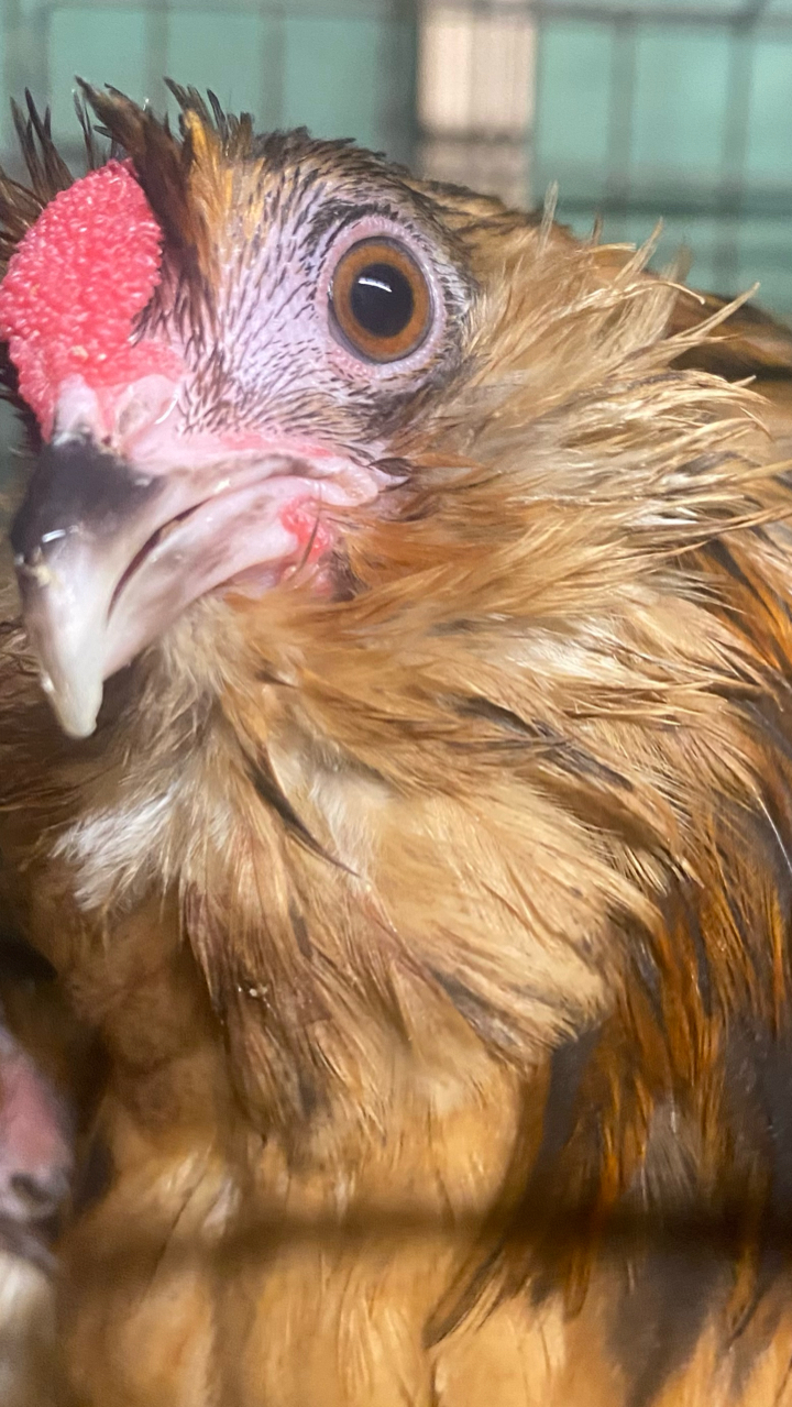 Barbu d’Anver hatching eggs (6) 2