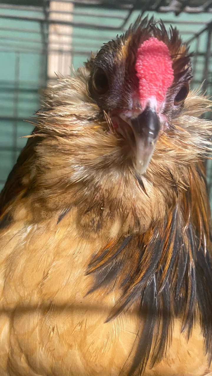 Barbu d’Anver chicks 2