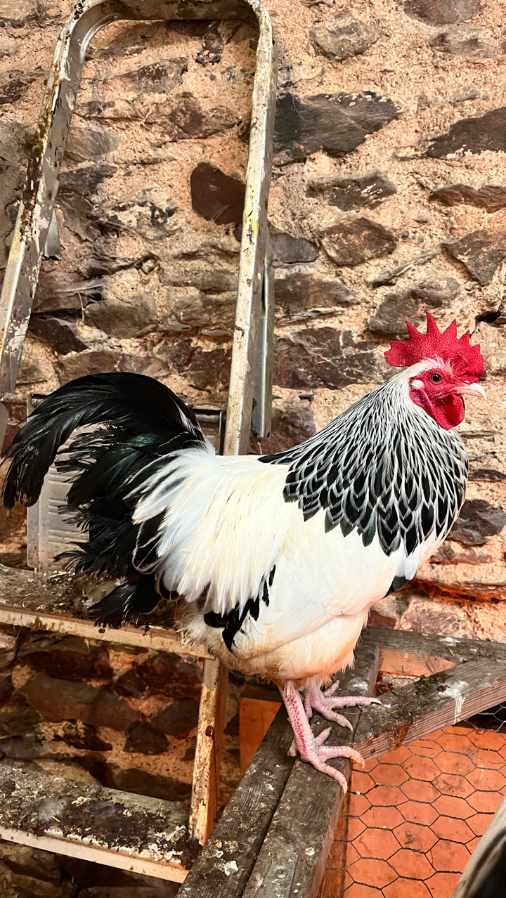 light Sussex bantam cockerel