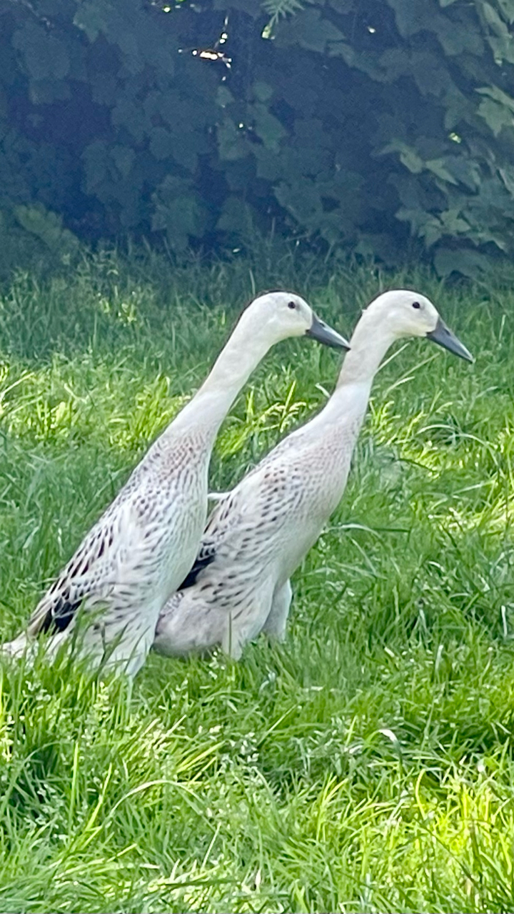 Silver Indian runner duck hatching eggs x6 7