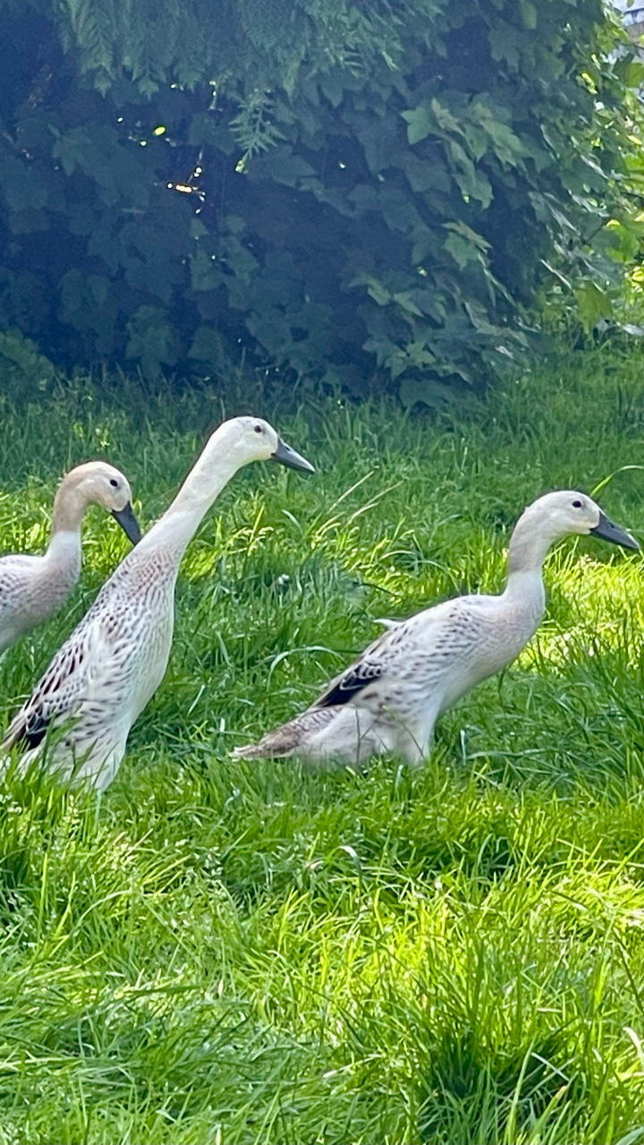 Silver Indian runner duck hatching eggs x6 8