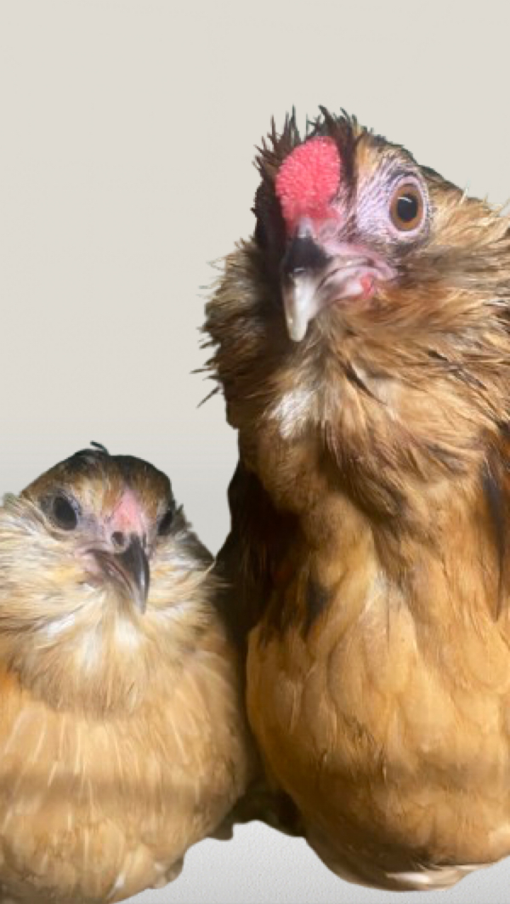 Barbu d’Anver chicks