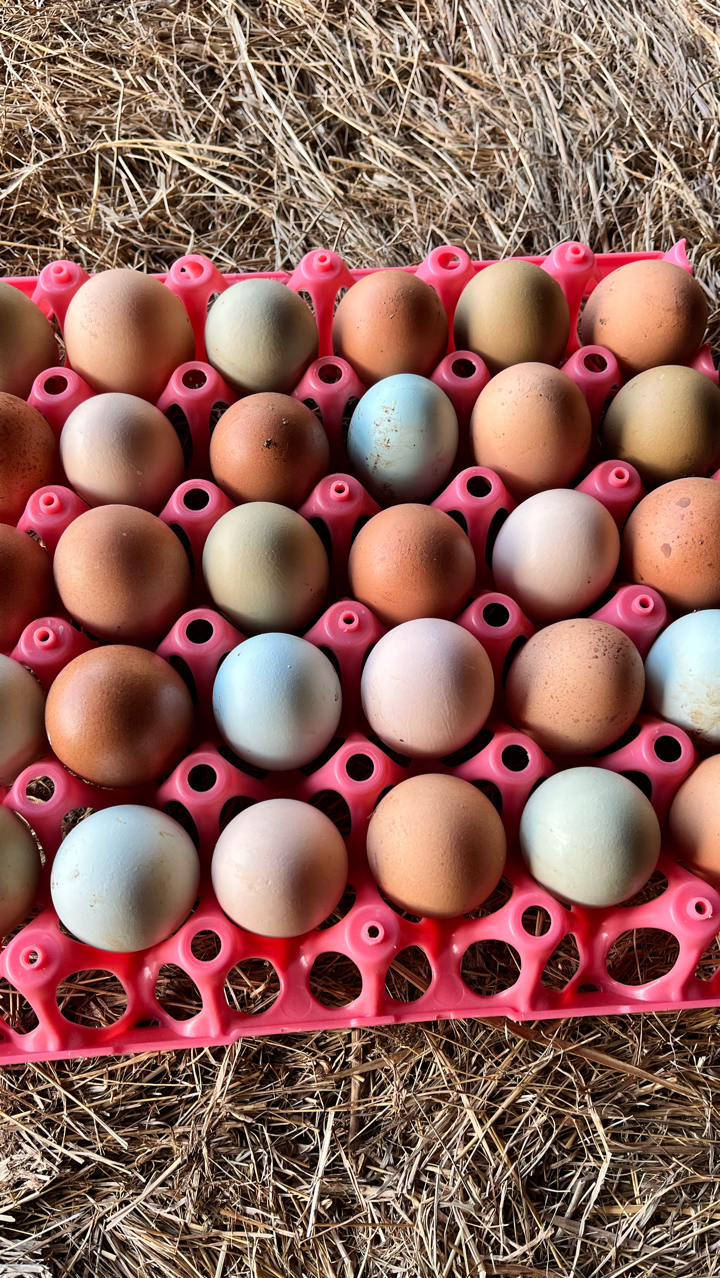LAVENDER ARAUCANA BANTAMS