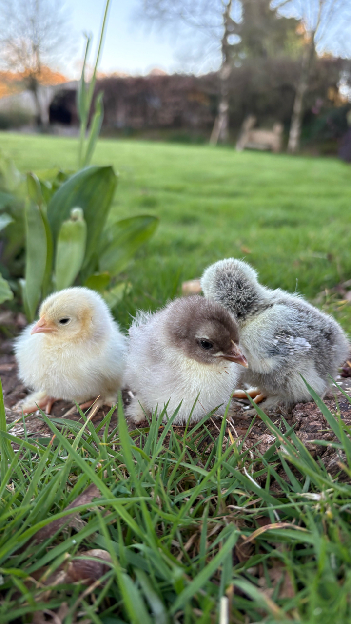 millifleur pekin chicks