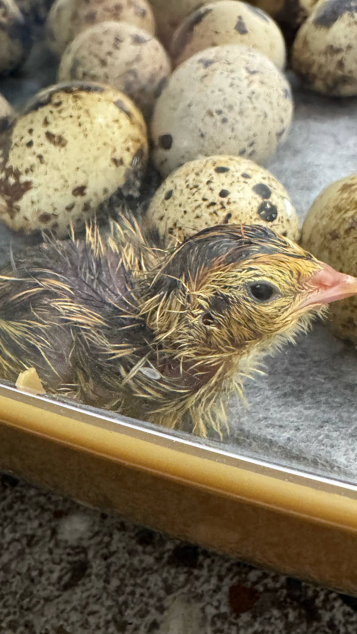 Coturnix Quail Chicks