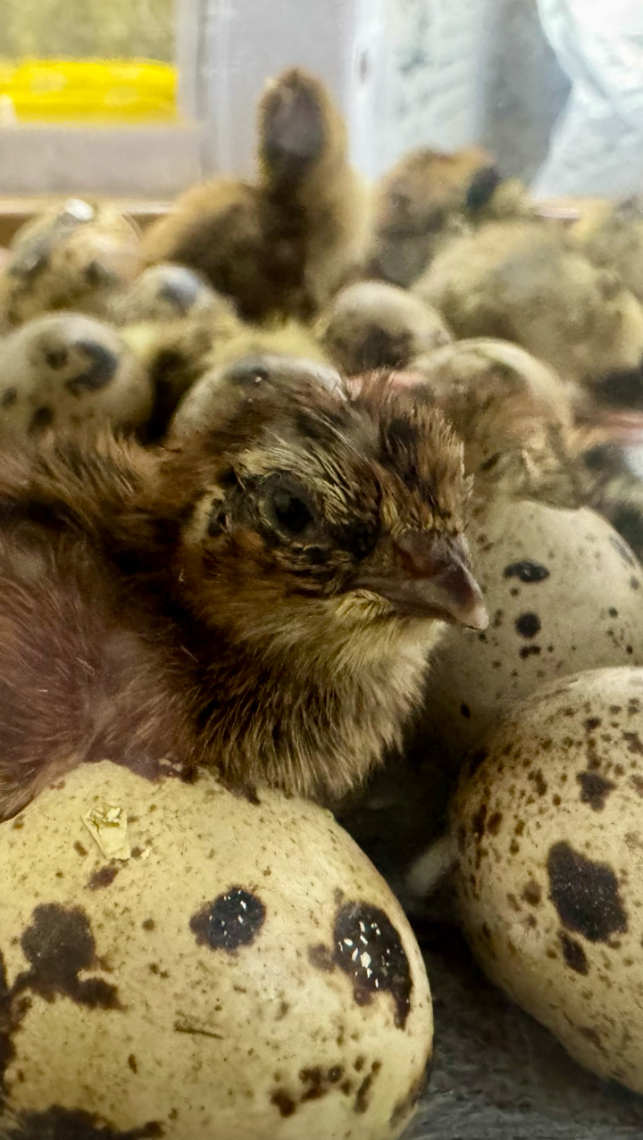 Coturnix Quail Chicks 3