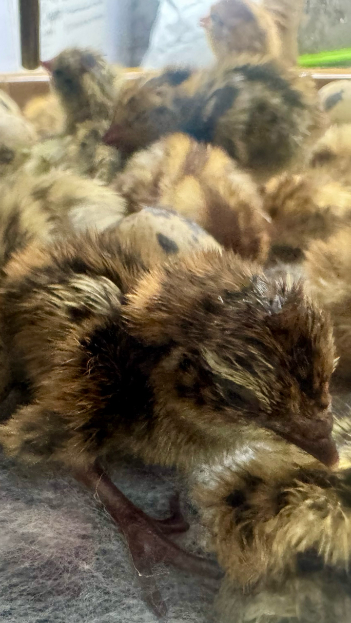 Coturnix Quail Chicks 4