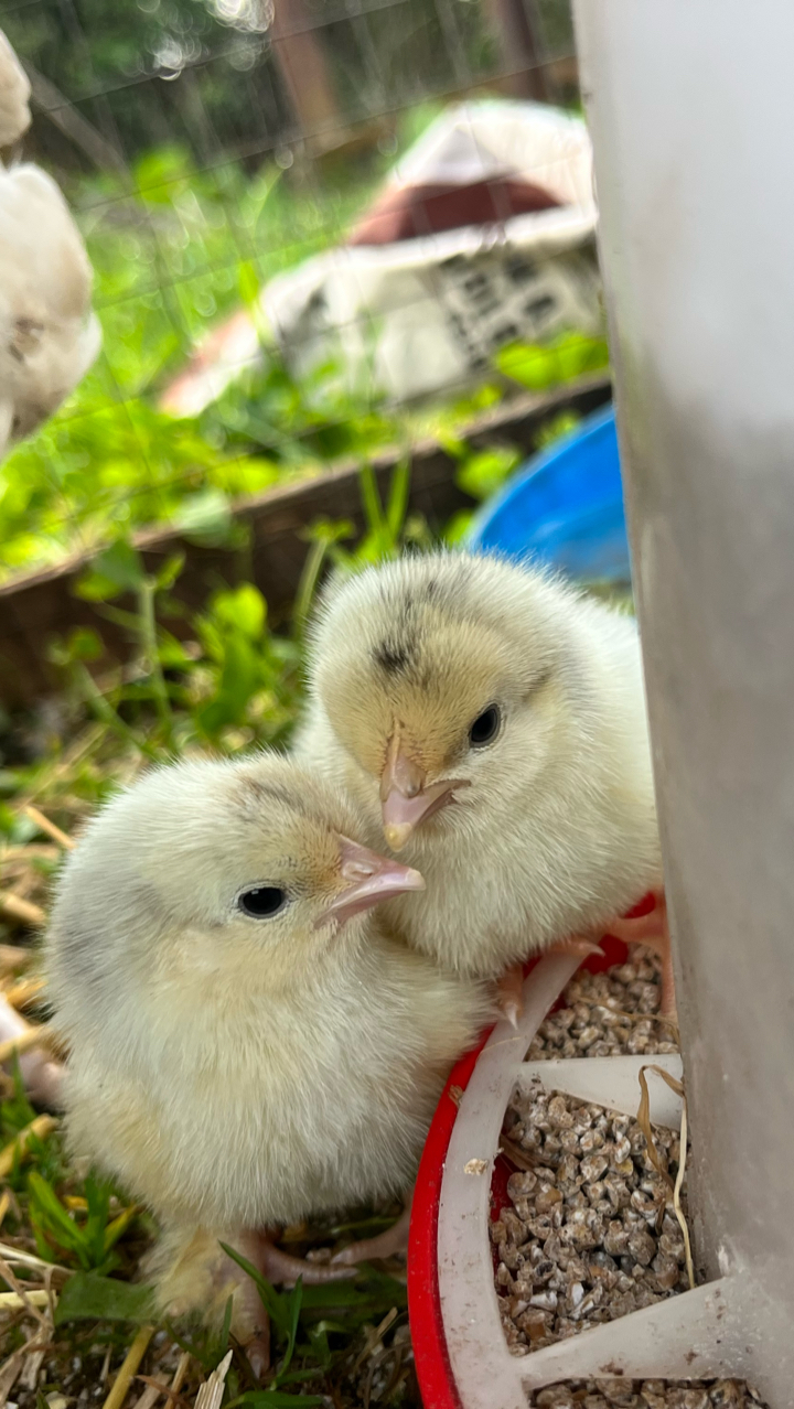 millifleur pekin chicks 2