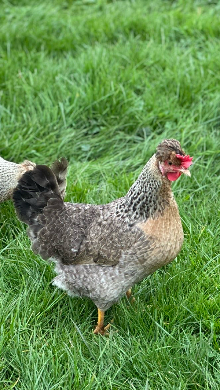 CREAM LEGBAR HATCHING EGGS 3