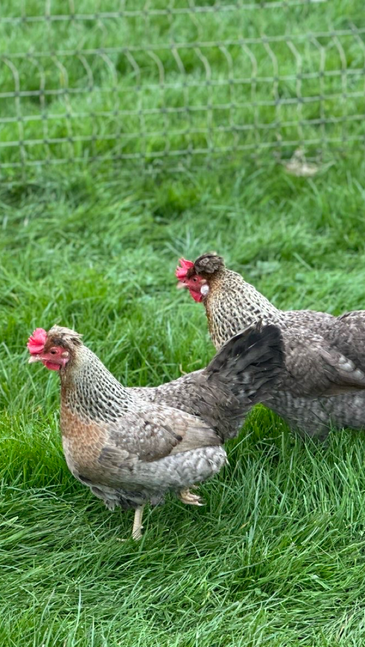 CREAM LEGBAR HATCHING EGGS 2