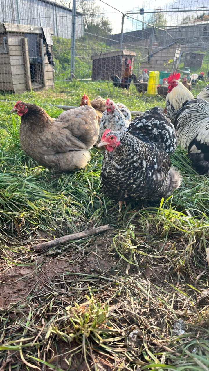 millifleur pekin chicks 4