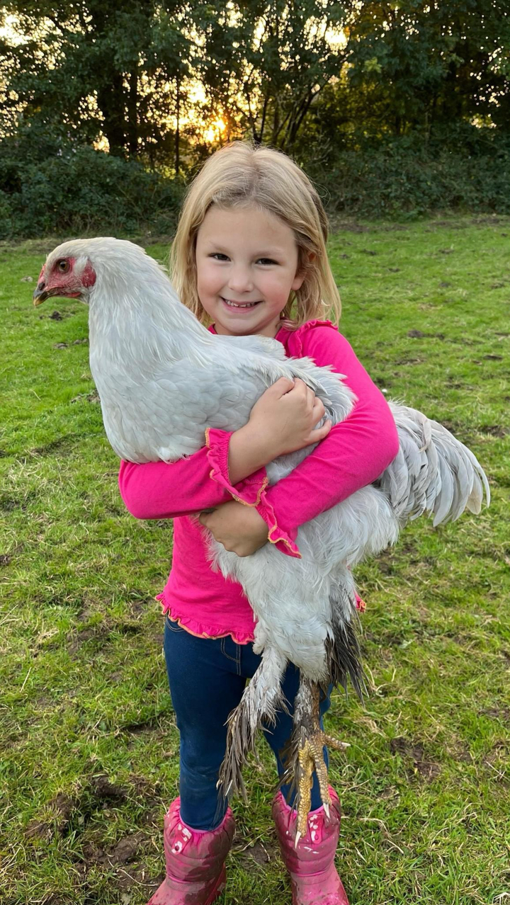 Show quality Brahma hatching eggs x12 5