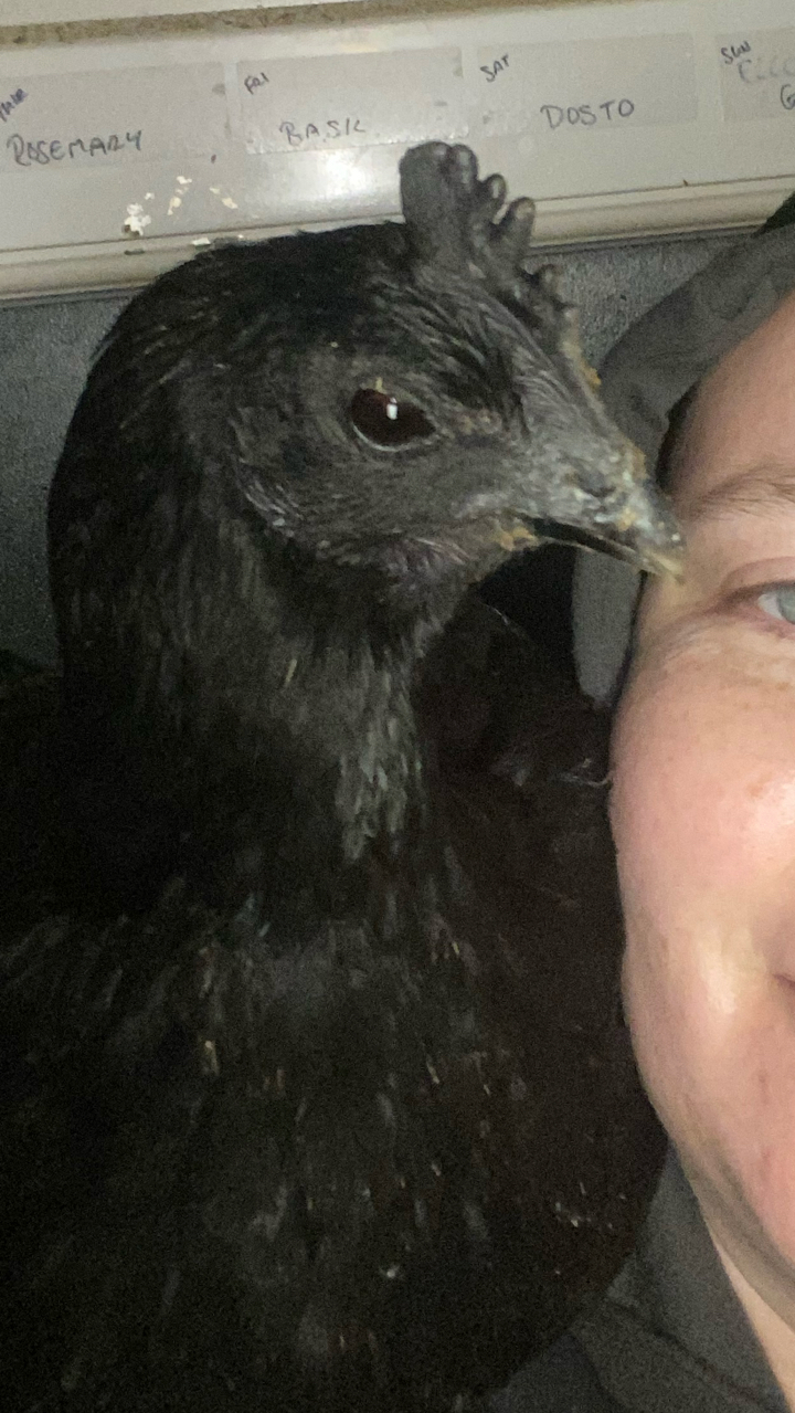 Ayam Cemani Chicks 4